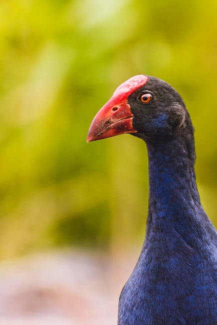 Greenfields Wetlands Bird Photo