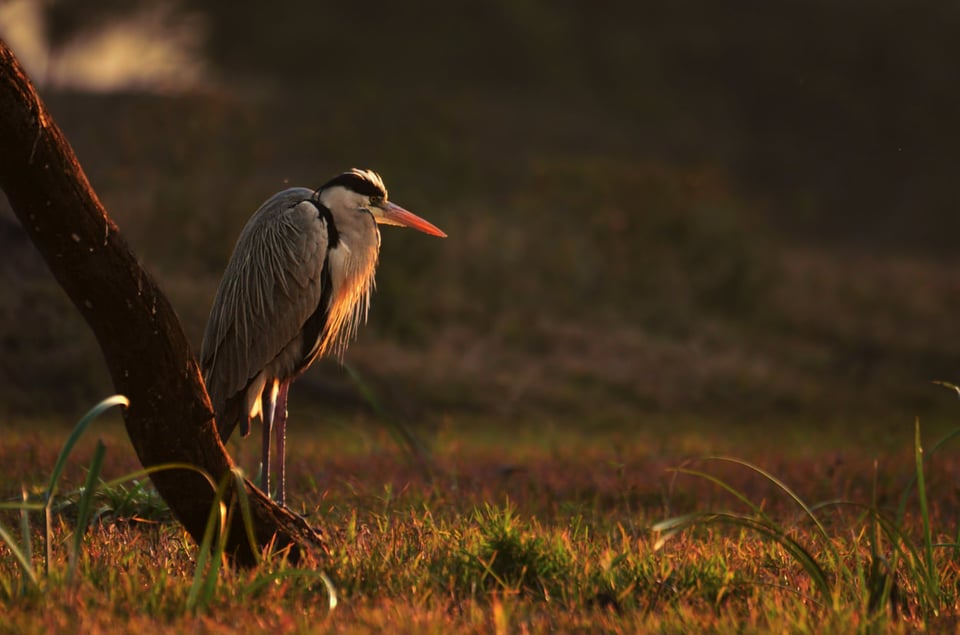 Grey Heron