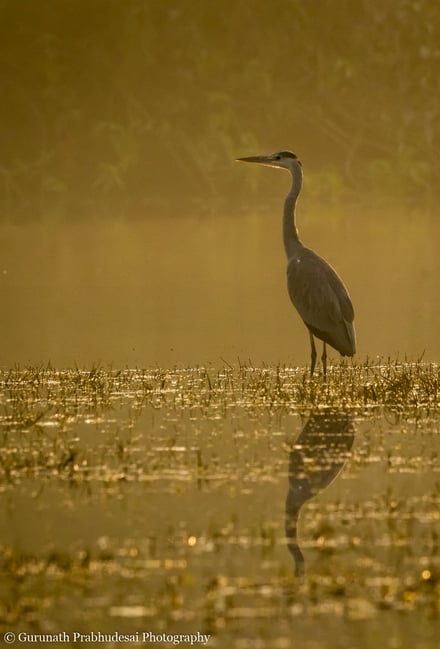 Grey heron