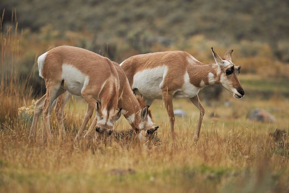 Group of Pronghorn