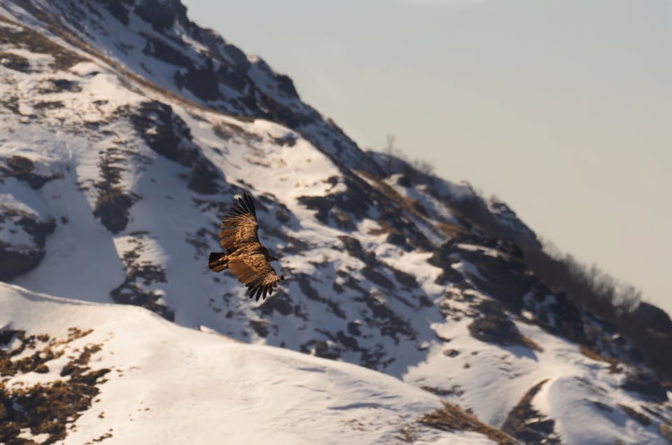 Himalayan Griffon Vulture