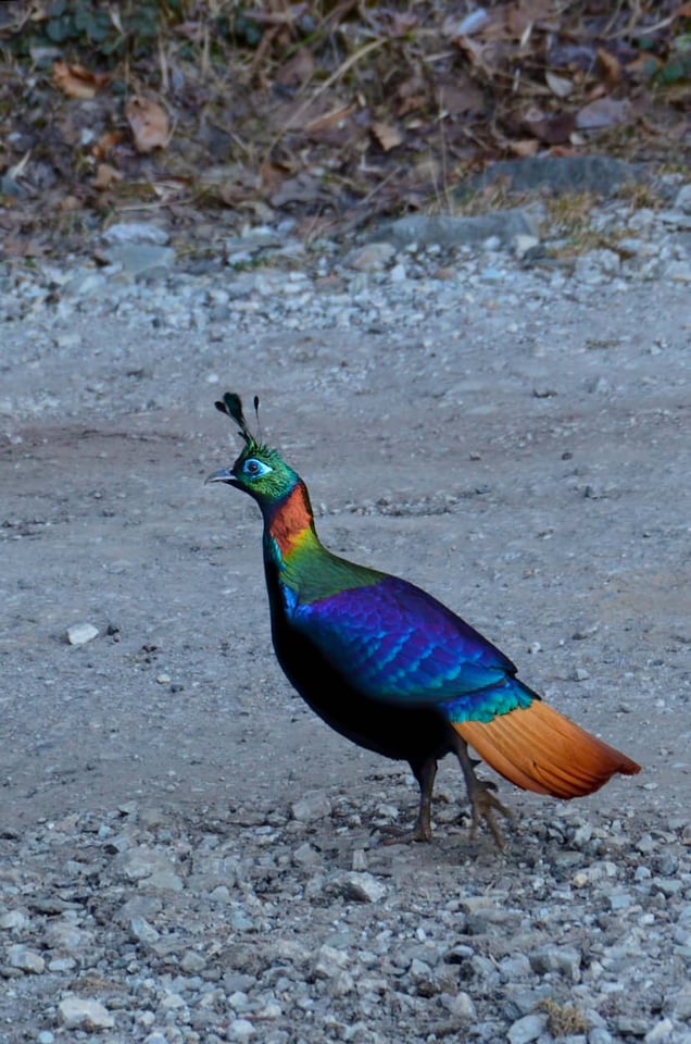 Himalayan Monal