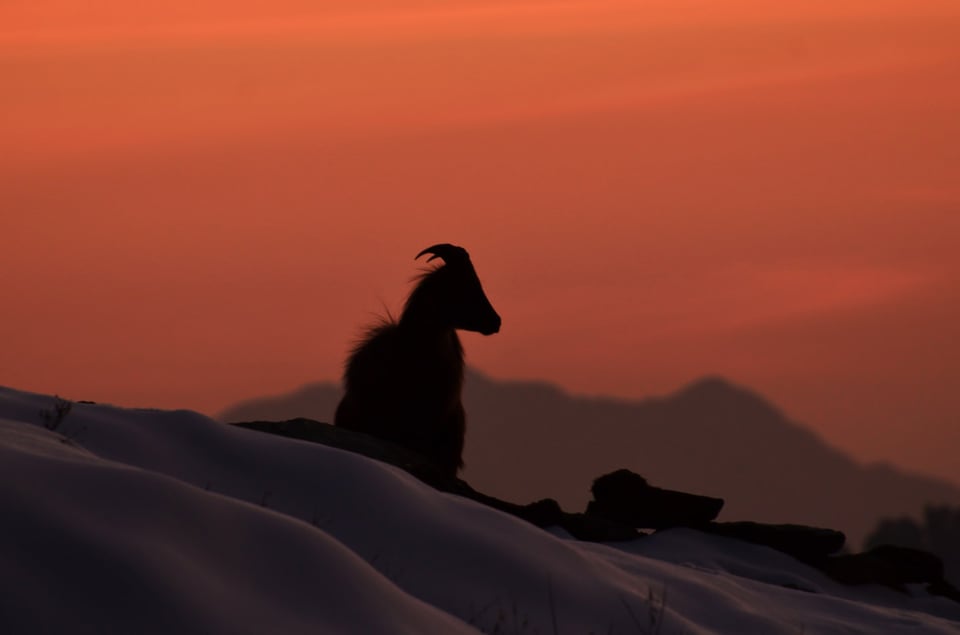 Himalayan Thar