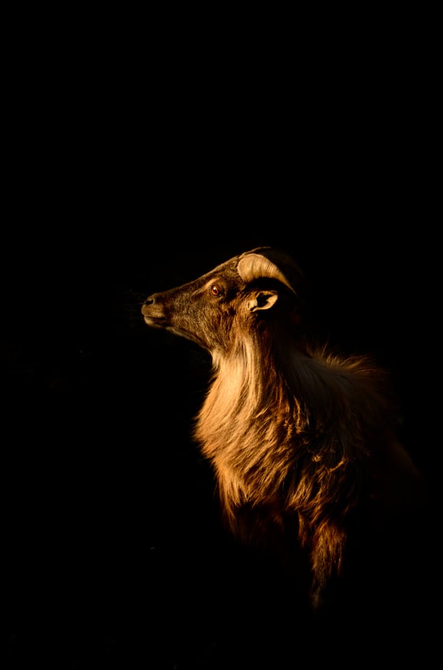 Himalayan Thar