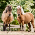 Horses_DPIvsPPI_01