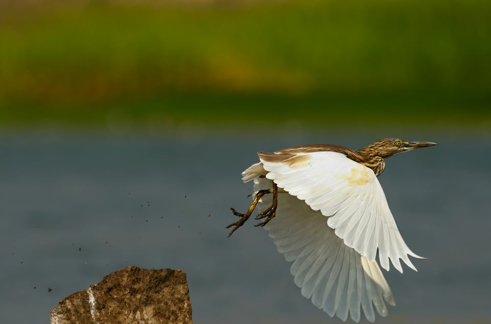 Indian Pond Heron