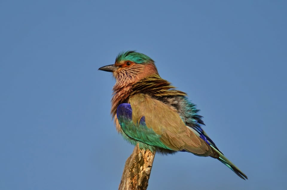 Indian Roller