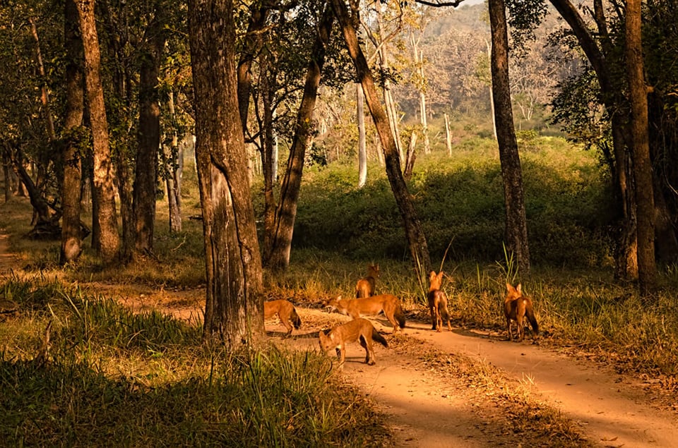 Indian Wild Dogs