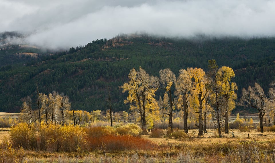 Lamar Valley Landscape