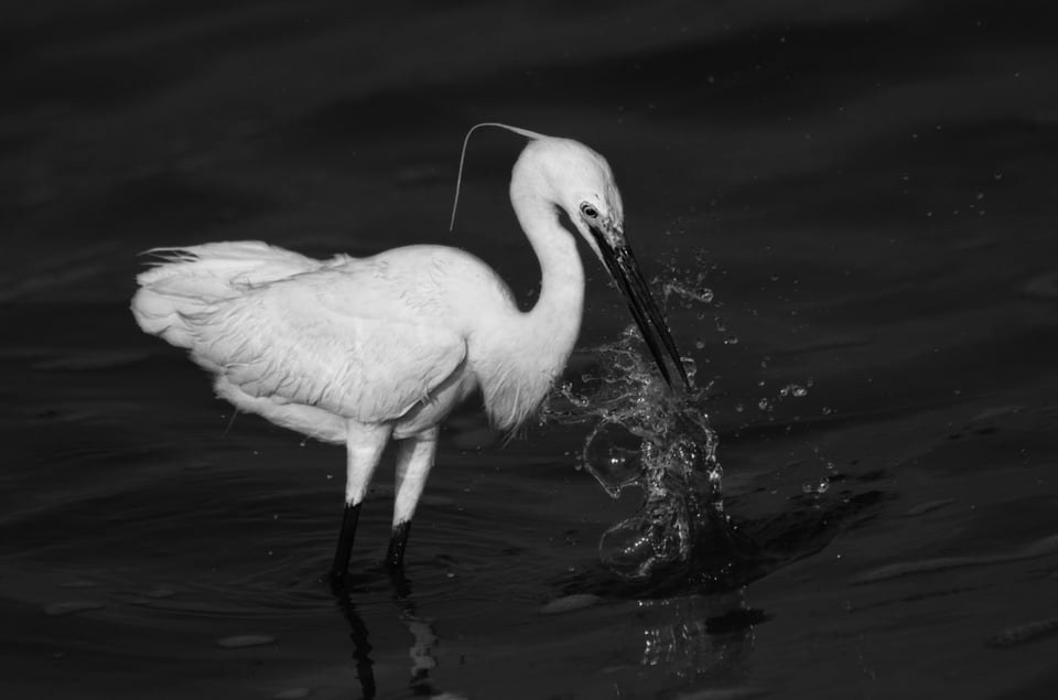 Lesser Egret