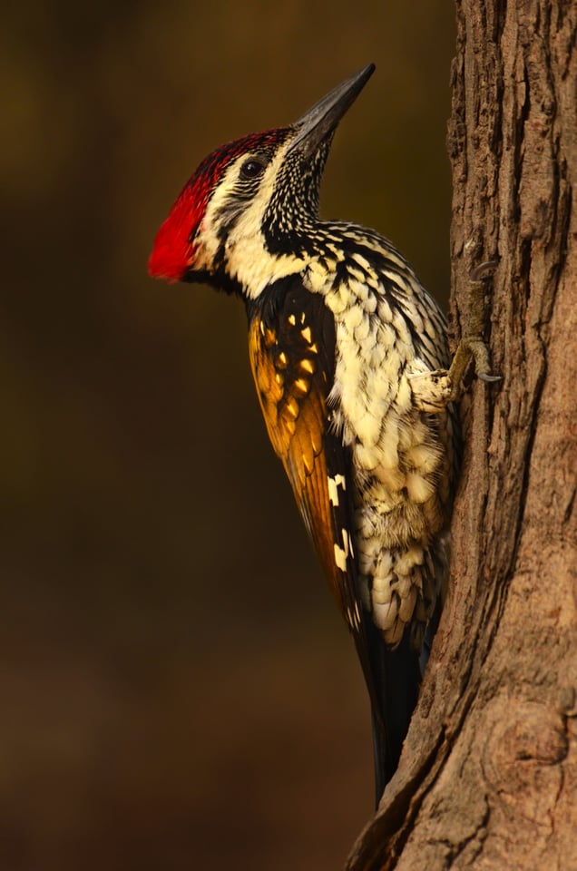 Lesser Flameback Woodpecker