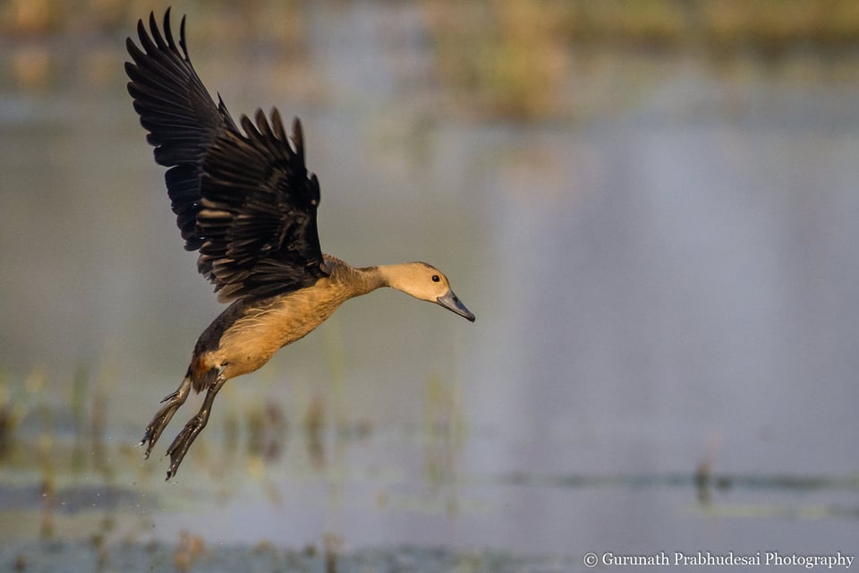 Lesser whistling duck in flight