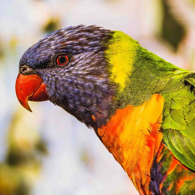 Lorikeet in South Australia