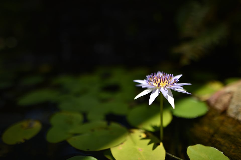 Lotus-Photo