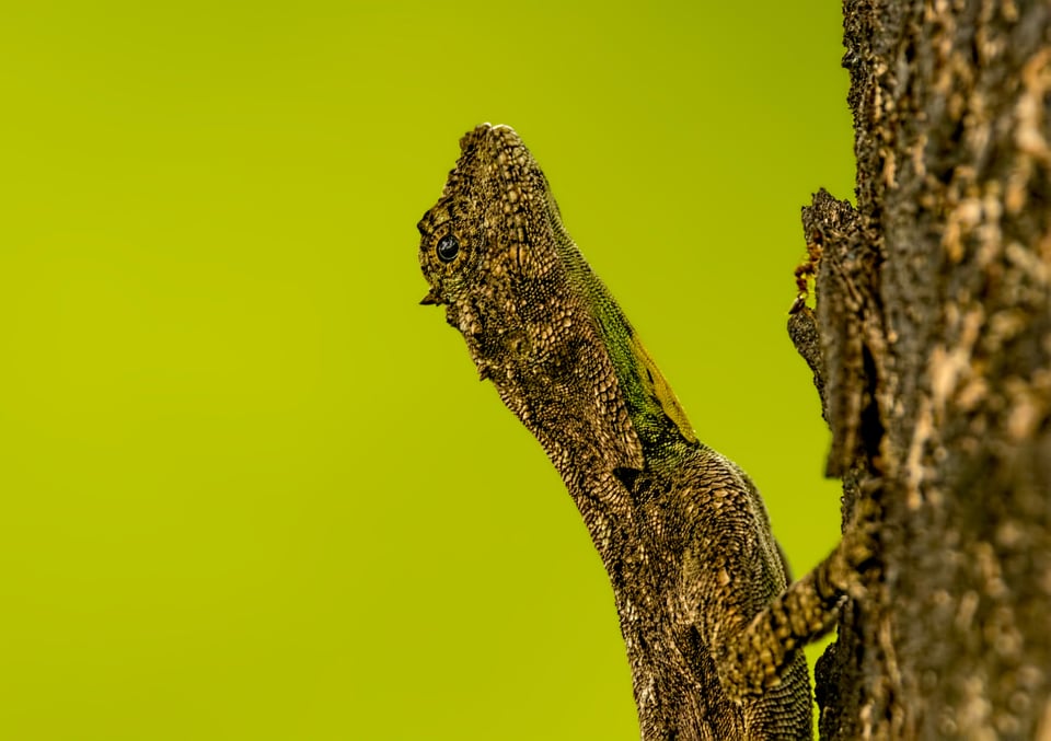 Malabar Flying Lizard