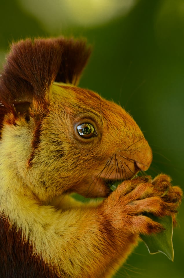 Malabar Giant Squirrel