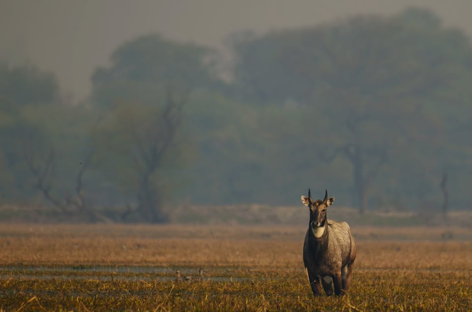 Male Nilgai