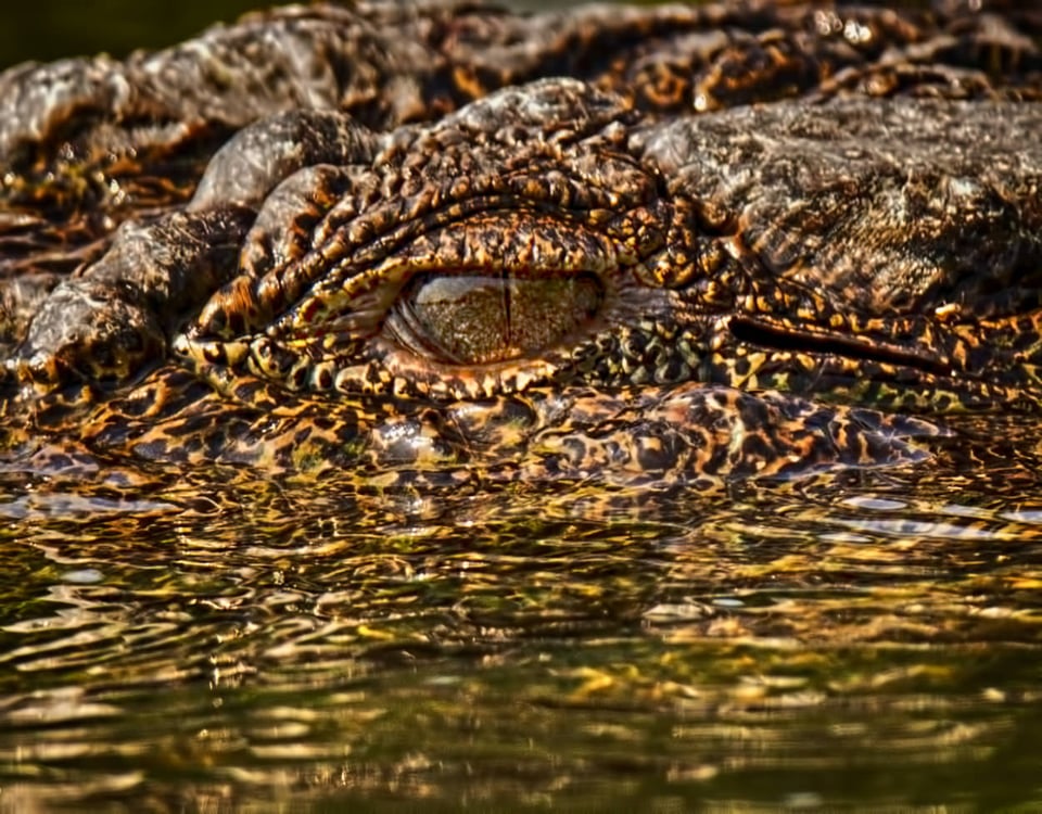 Marsh Crocodile