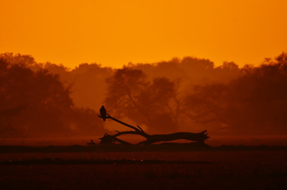 Marsh Harrier