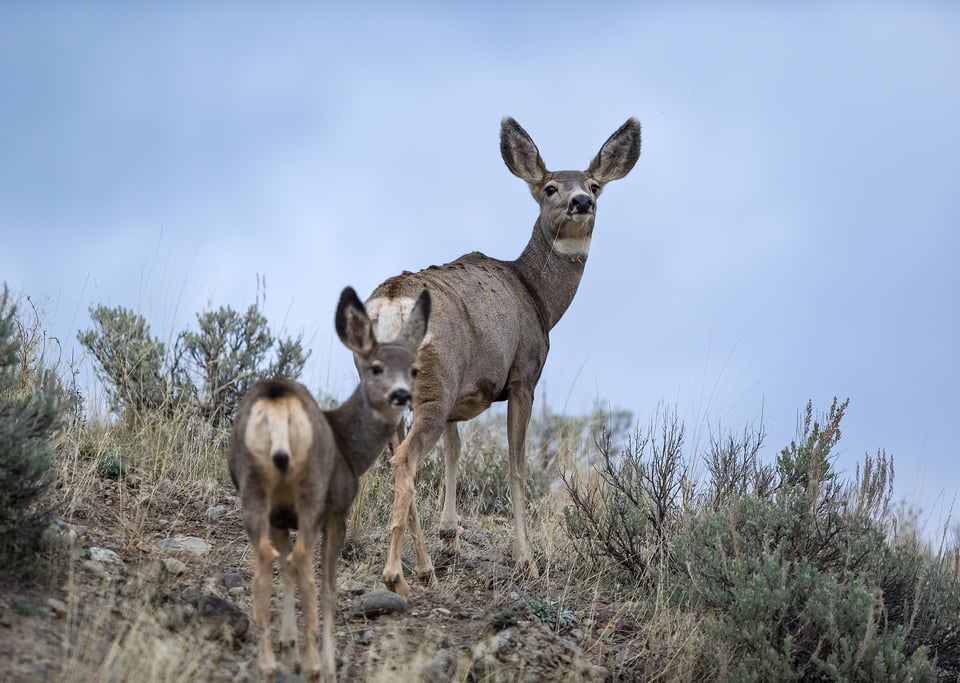 Mule Deer Yellowstone