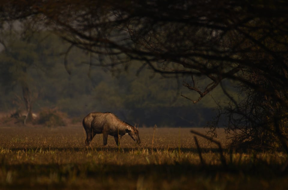 Nilgai