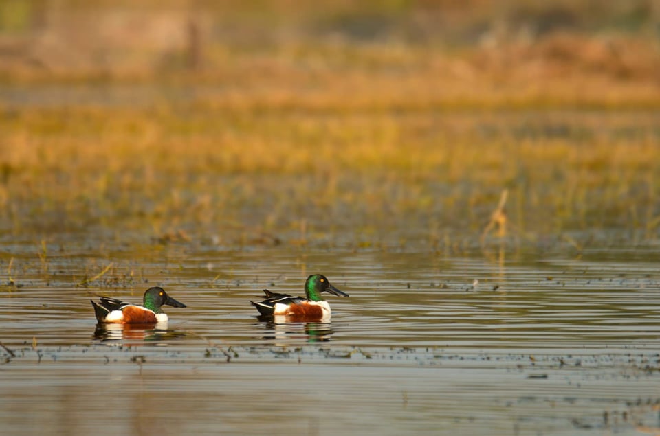 Northern Shoveler