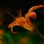 Orange Flower with Black Background