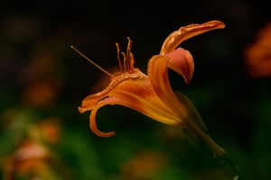 Orange Flower with Black Background