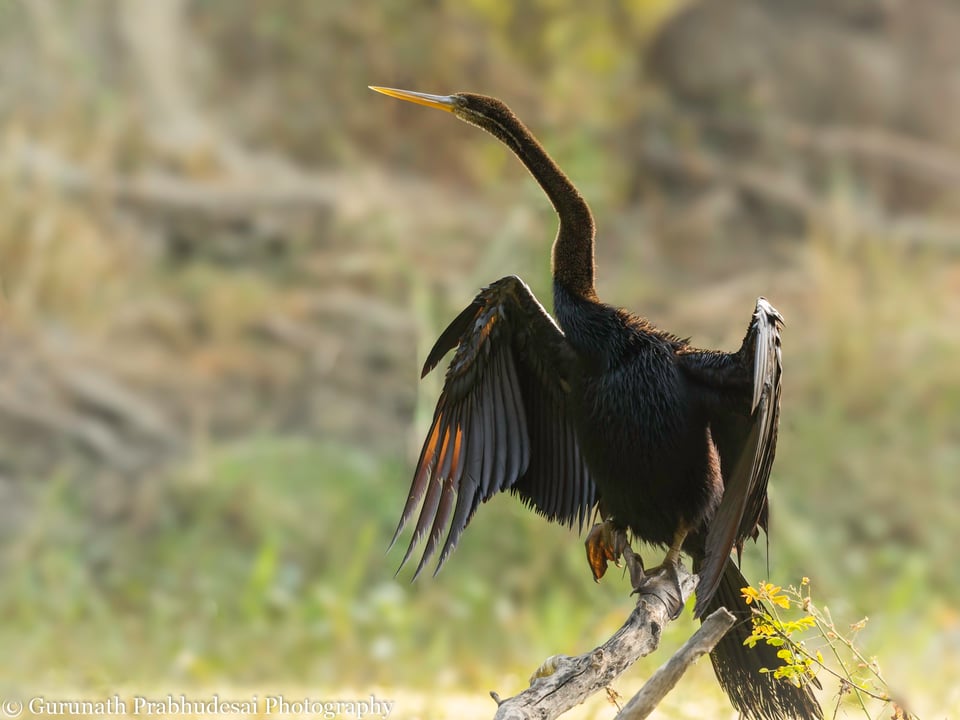 Oriental darter