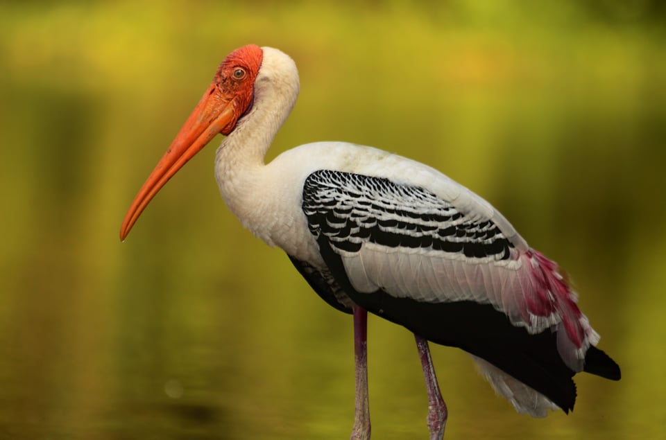 Painted Stork