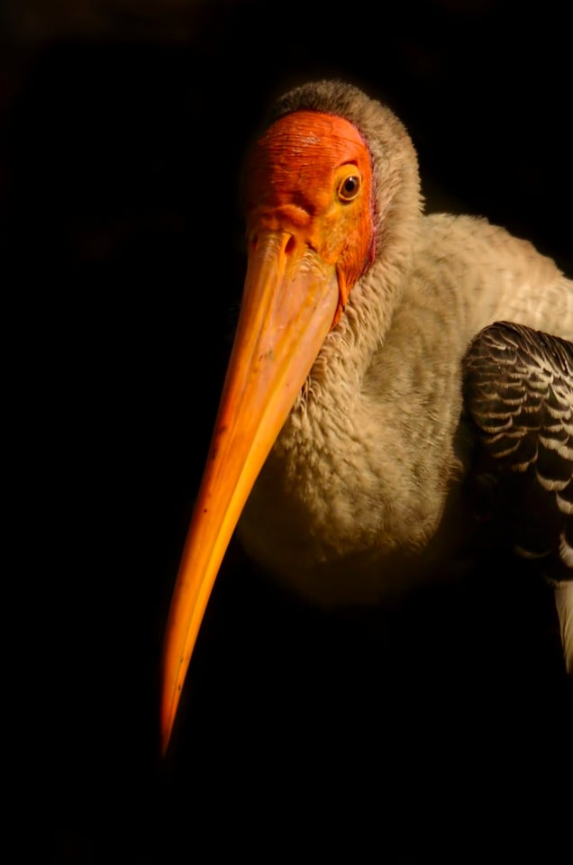 Painted Stork