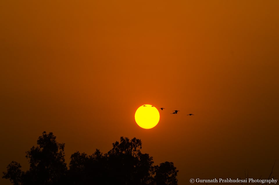 Painted stork flock against Sun