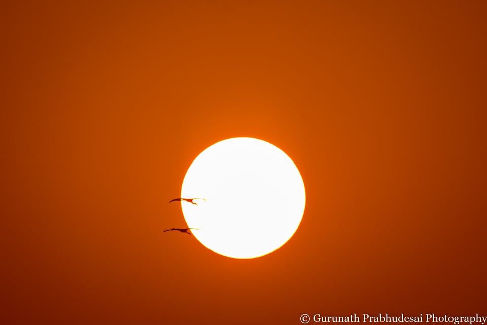 Painted stork pair against Sun