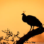 Peafowl silhouette