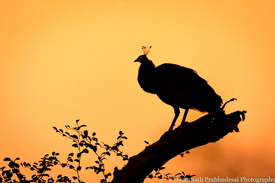 Peafowl silhouette