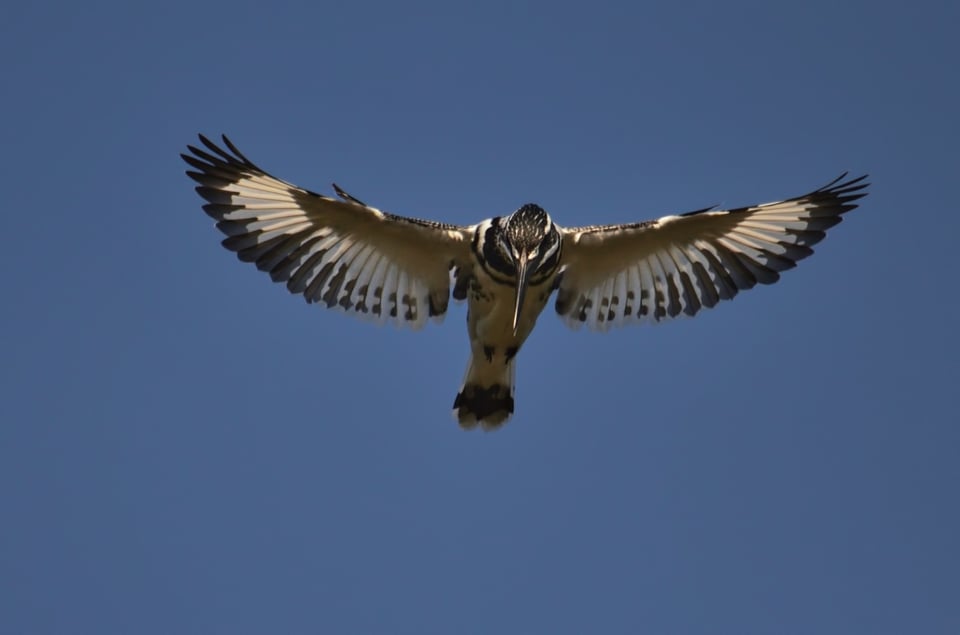 Pied Kingfisher