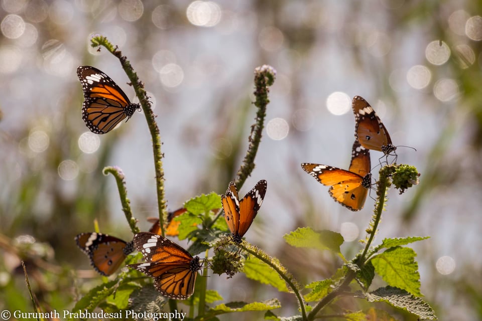 Plain and striped tiger butterflies