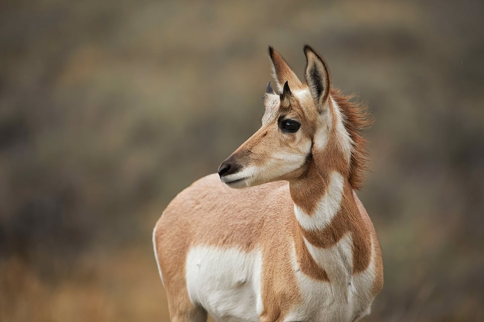 Pronghorn in Lamar Valley