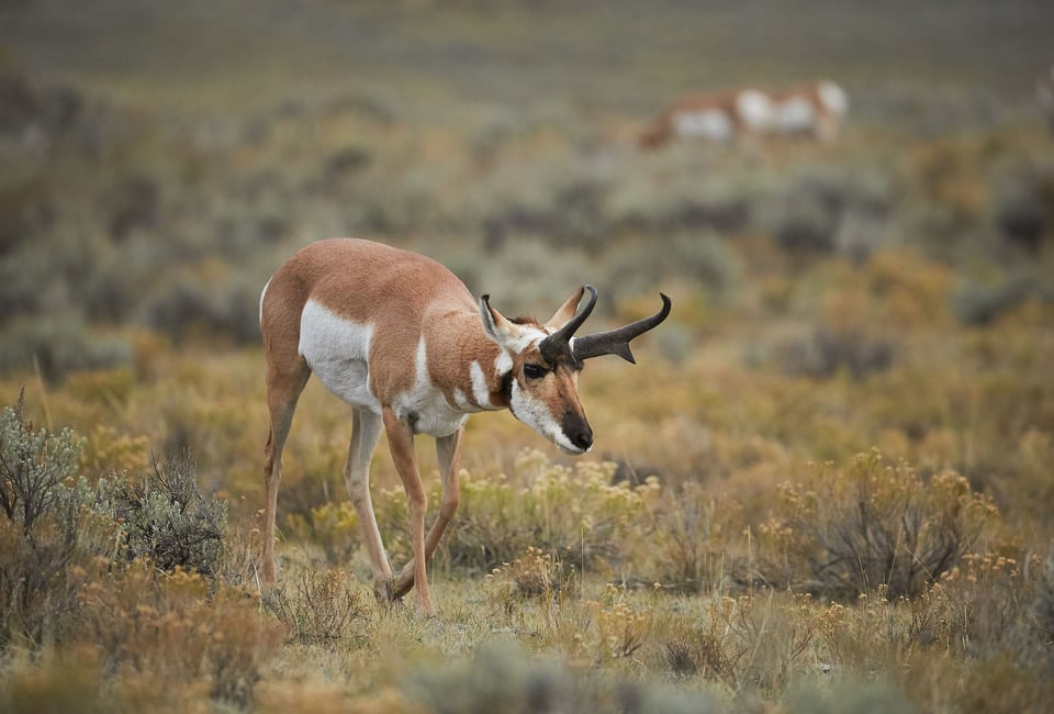 Pronghorn in Yellowstone