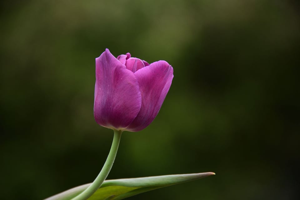 Purple Flower