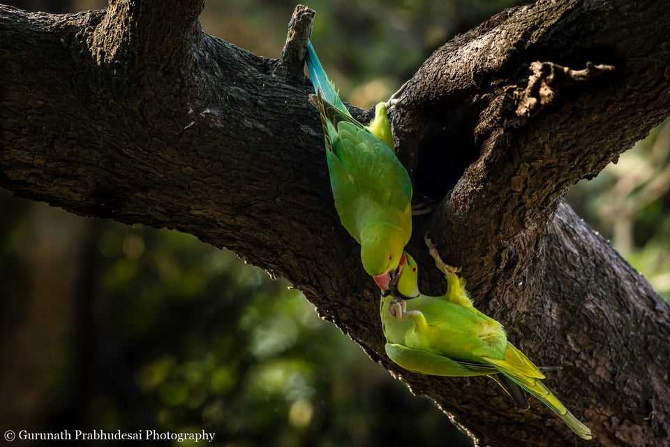 Rose ringed parakeet pair