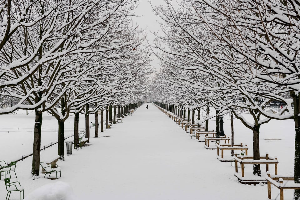 Rows of Trees in Paris with Snow