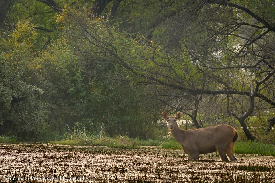 Sambar deer female