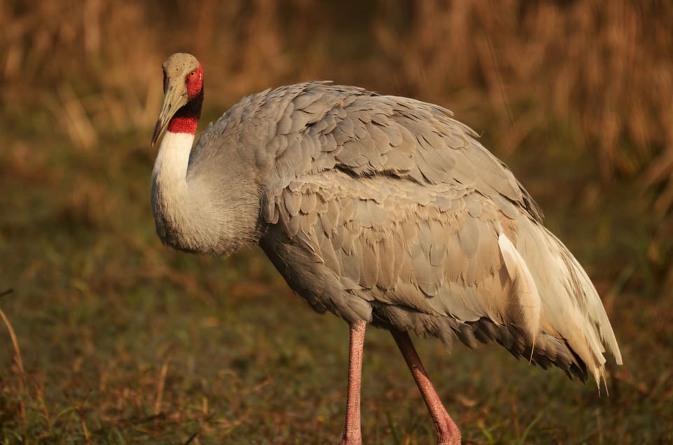 Sarus Crane