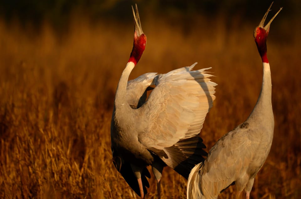 Sarus Crane Courtship dance