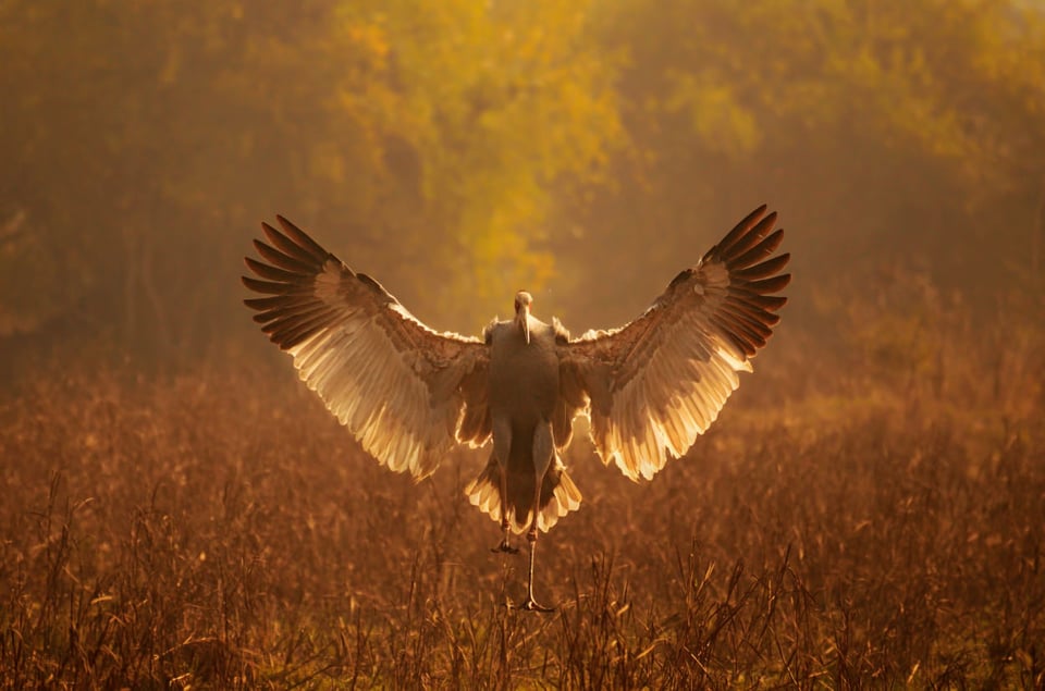 Sarus Crane Landing