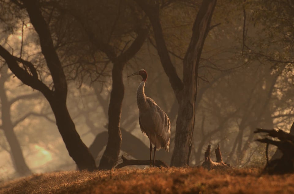 Sarus Crane