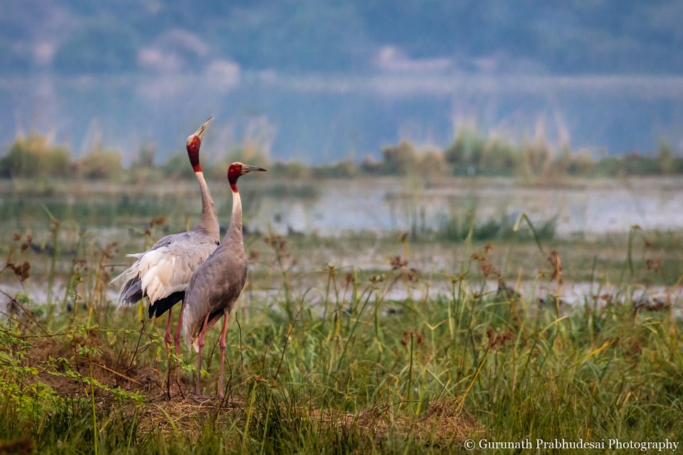 Sarus crane pair