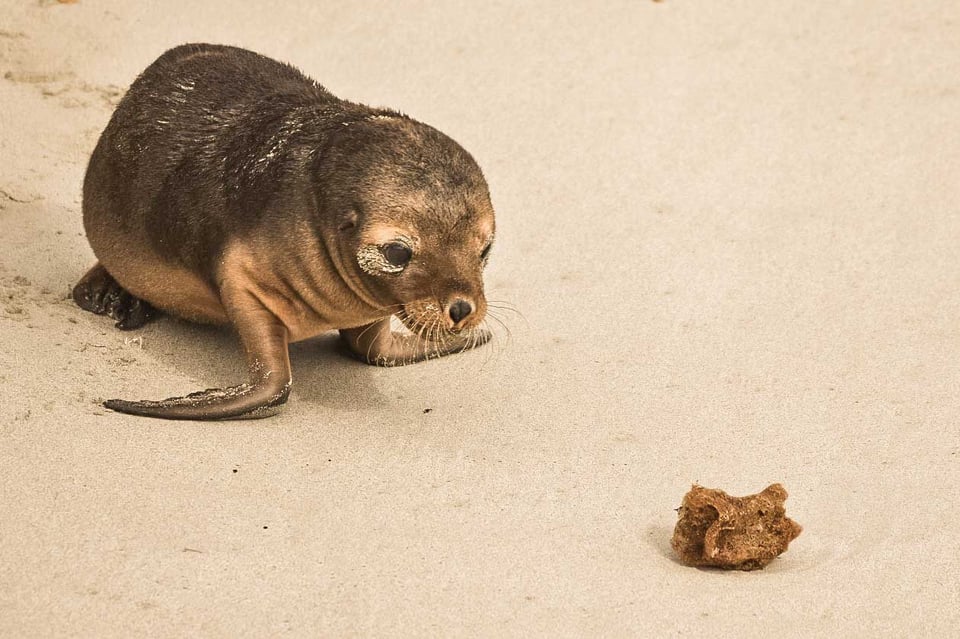 Sea Lion in Seal Bay Australia