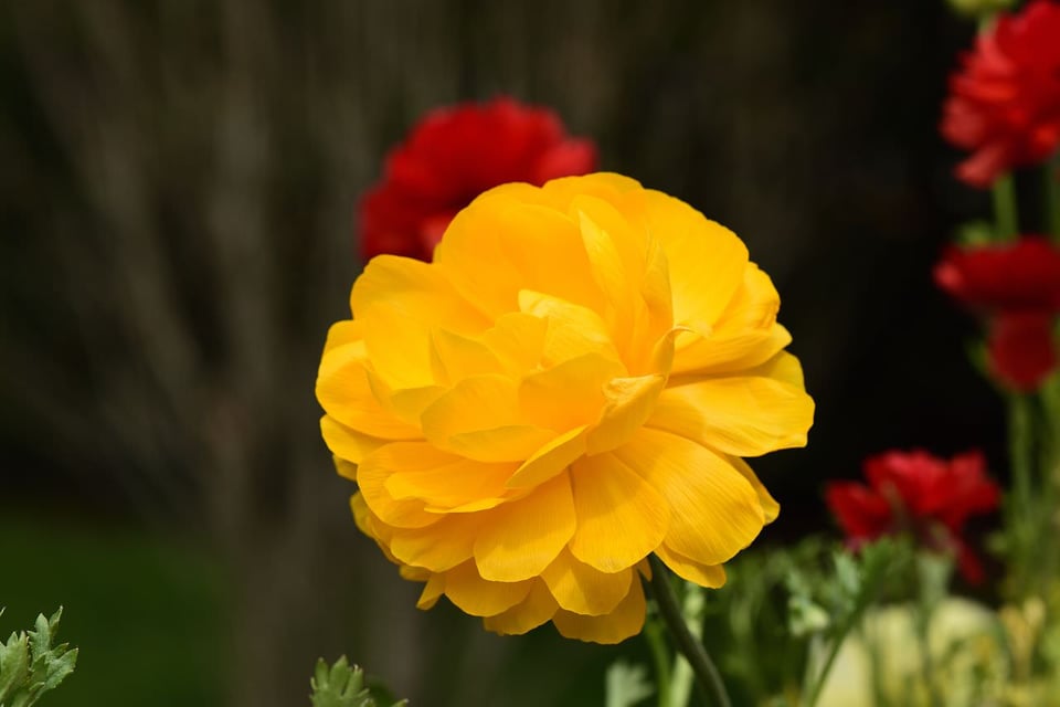 Sharp Garden Closeup Picture